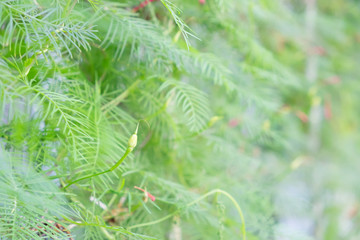 Soft focus of flower fence and barbed wire for abstract background.