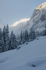Fototapeta na wymiar Fresh snow in Swiss mountains on fir trees early in the morning