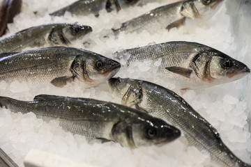 European seabass on ice in fish shop for sale.