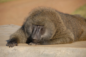 baboon