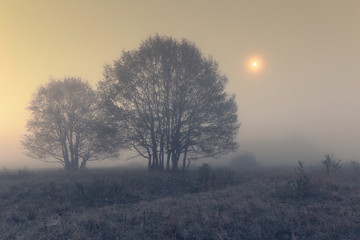 Fototapeta na wymiar Foggy twilight with moon