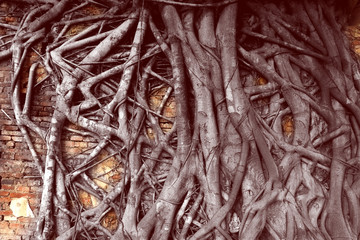 tree root on red brick wall in historical building