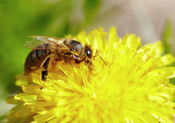 Bee on yellow dandelion flower. Defocused nature green and yellow in background. 