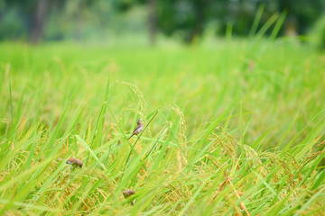 rice field in Thailand.
