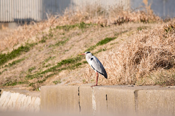 野鳥　アオサギ