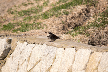 小鳥　ツグミ