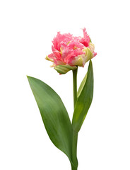 Terry pink tulip isolated on white background.