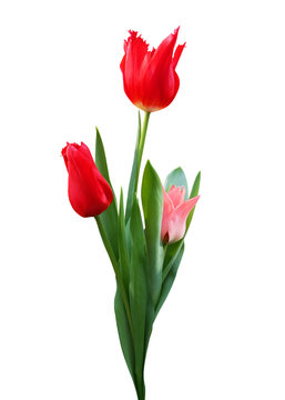Three tulips isolated on white background.
