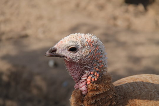 The Head of a Serious Looking Turkey Farm Bird.