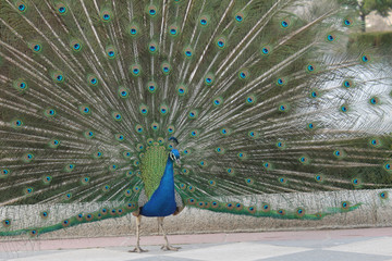 Obraz premium Peacock
