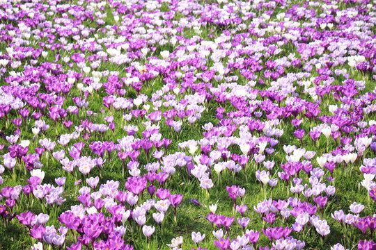 Crocuses on a field