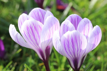 Crocuses on a field