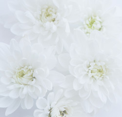 White background with white flowers.