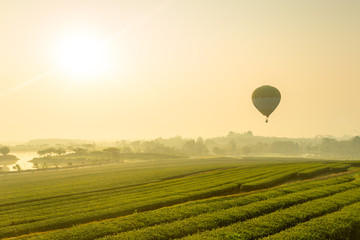 Balloon in Sunrise view of tea plantation landscape