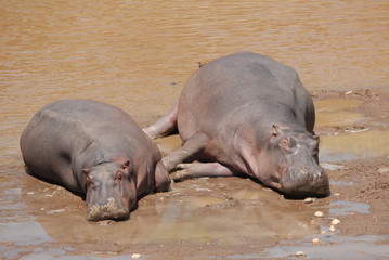 hippo
