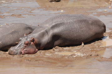 Fototapeta premium hippopotamus
