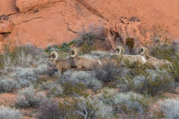 Desert Bighorn Sheep Rams