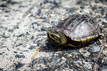 Small turtle