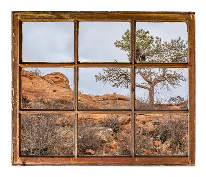 Fototapeta pine tree on sandstome cliff window view