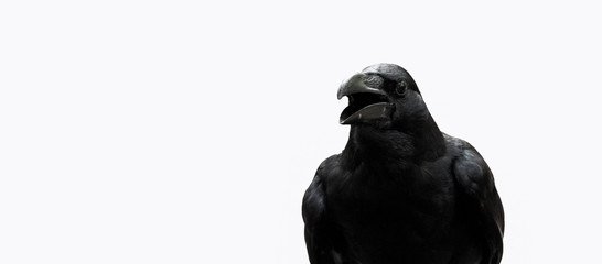 crow isolated on white background