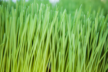 Close up a vibrant green grass or young wheat