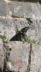 Chichen Itza lizard