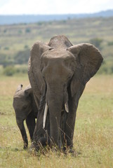 Fototapeta premium elephant