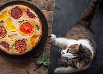 Curious playful cat near citrus pies in rustic style © Mikhaylovskiy 