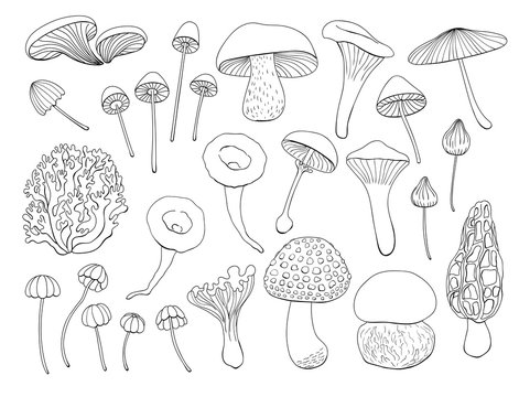 Collection of various hand drawn mushrooms. Elements for design.
