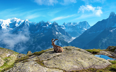 A magical landscape with mountain goat in the middle of the Alps (stress relief, rest, vacation -...