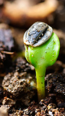 graine de tournesol germée au printemps !