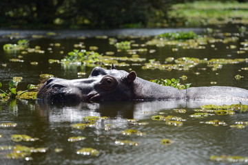 hippopotamus