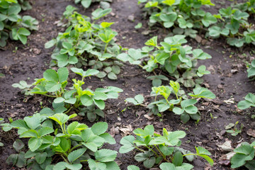 Bushes of garden strawberry outdoors closeup growing in the orchard on chernozem. Selective focus.
