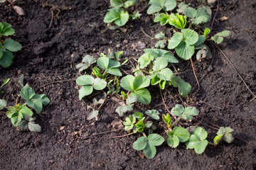 Garden strawberry Bushes of and fallen dry leaves in the open air, close up, growing in the orchard. Selective focus.