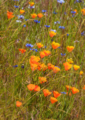 Orange Poppy flowers growing wild in the grass