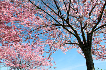 Cherry blossom against blue sky