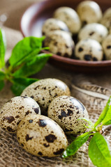 Obraz premium Fresh Organic Quail Eggs and Spring Foliage.
