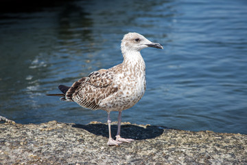 A young yellow-legged gull is sitting on a rock near the sea