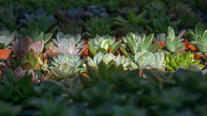 Succulents