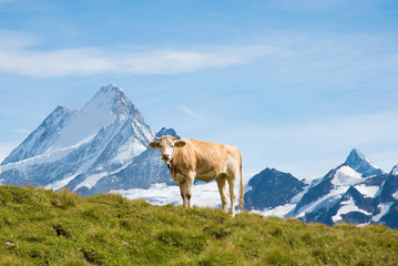 Fototapeta na wymiar Fascinating landscape with cow in the mountains in the mist of clouds. Swiss Alps, Europe.