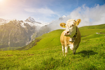 Obraz premium Fascinating landscape with a cow in the mountains in the mist of clouds. Swiss Alps, Europe in sunlight