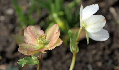 Zierblüten im Vorgarten, Ruppichteroth