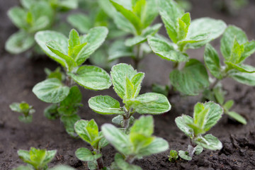 In the garden on the chernozem grow bushes of young mint in the open air. Selective focus.