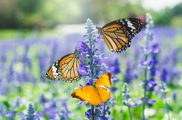 tree butterfly on lavender flower in lavender fields