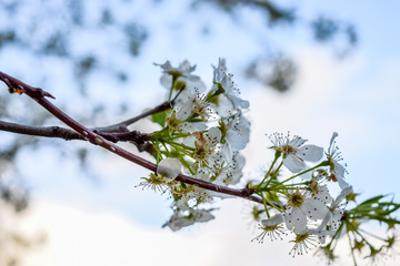 Early Blossom