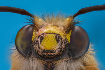 Extreme magnification - Honey Bee, front view