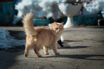 Red fluffy cat