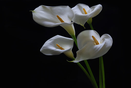 White Calla Lily Flowers Isolated on Black Background