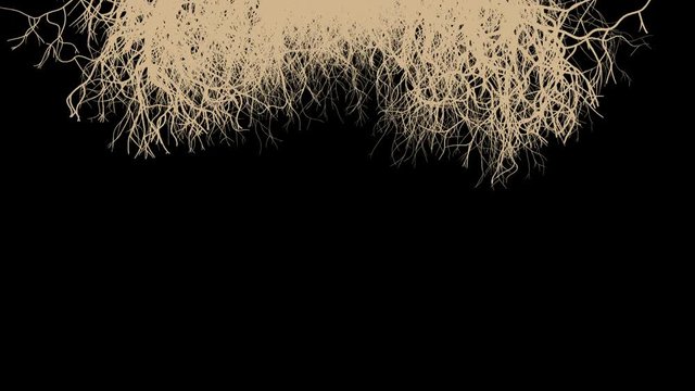 Rapidly Growing  Roots -    Video Footage   