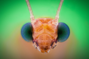 Extreme magnification - Lacewing head